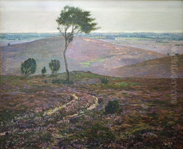 Heide am Wilseder Berg - view 1