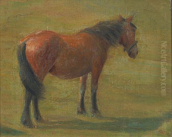 Horse in a field. - view 1