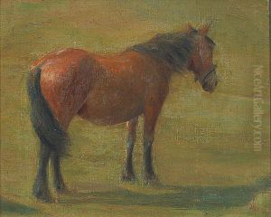 Horse in a field.