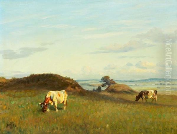 Cows in the fields. - view 1