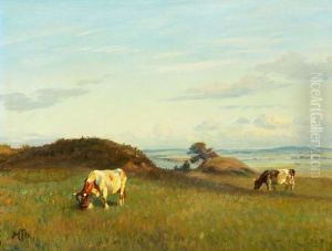 Cows in the fields.
