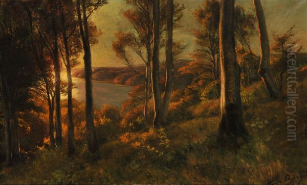 Woodlands at sunset. - view 1