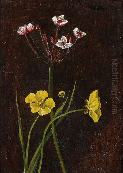 Buttercups and butomus umbellatus - view 1