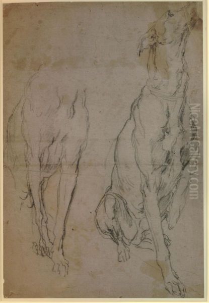 Studies of a Greyhound - view 1