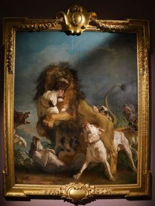 Lion d'afrique dogues