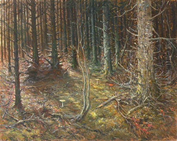 Forest with firs and mushrooms. - view 1