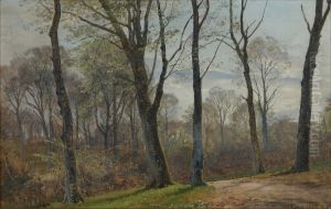 A glade in the forest. A glade in the forest.