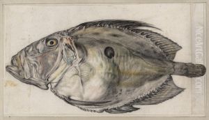 Zonnevis (John Dory) Zonnevis (John Dory)