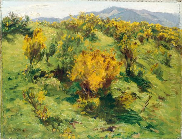 Genet en fleurs - view 1