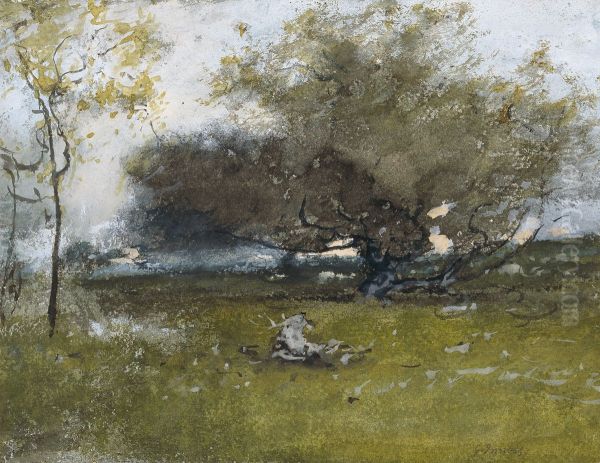 Old Apple Trees - view 1