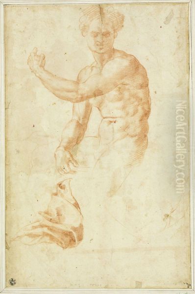 Male nude (torso) and drapery - view 1
