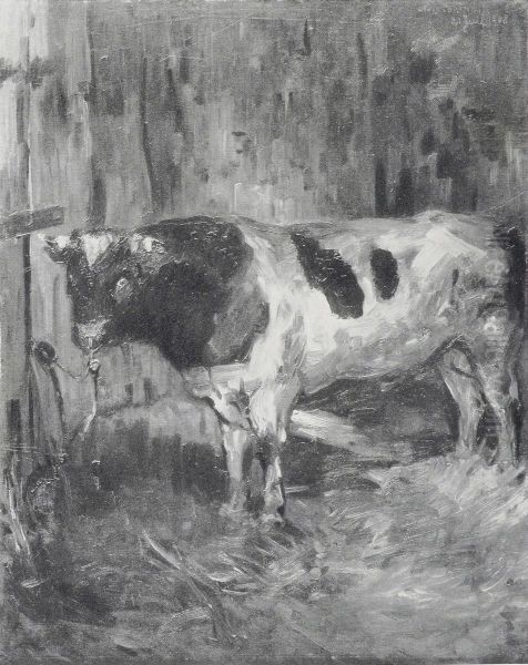 Stier im  Stall - view 1