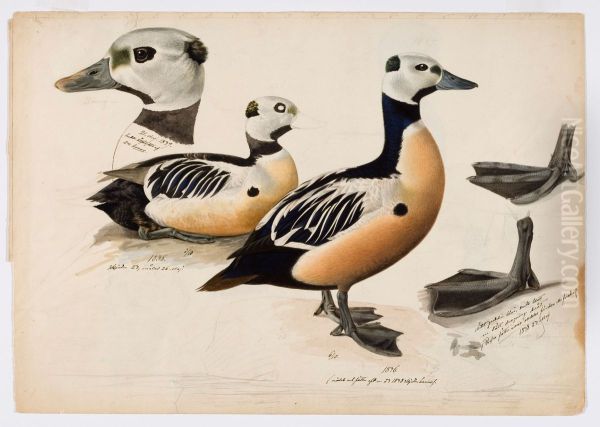Steller's Eider, Male - view 1