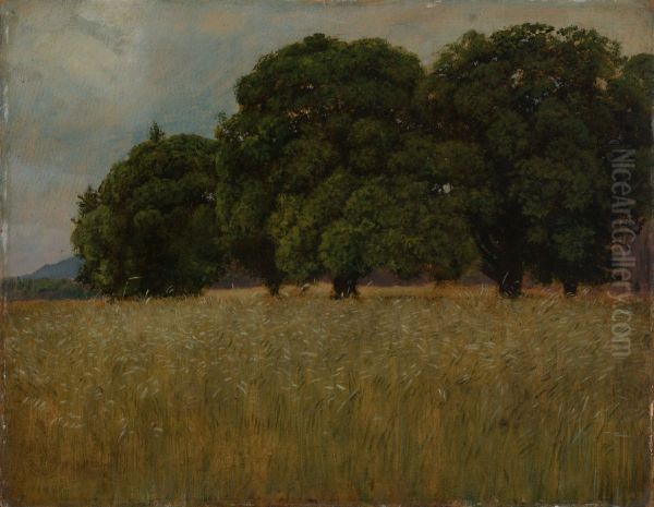 Grain field with deciduous trees - view 1