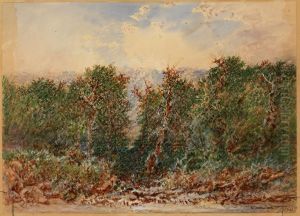 The path through the Cedars