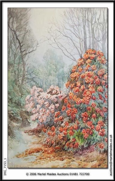 Rhododendrons At Normanville,guernsey Watercolour, Signed In Pencil 21.5 X 14in - view 1