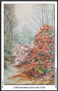 Rhododendrons At Normanville,guernsey Watercolour, Signed In Pencil 21.5 X 14in