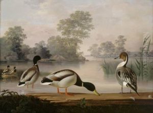 Ducks by Magnus Von Wright