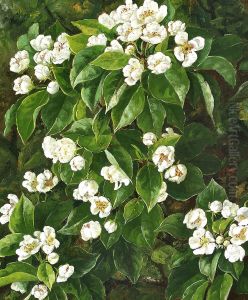 Frugtgren med hvide blomster. Frugtgren med hvide blomster.