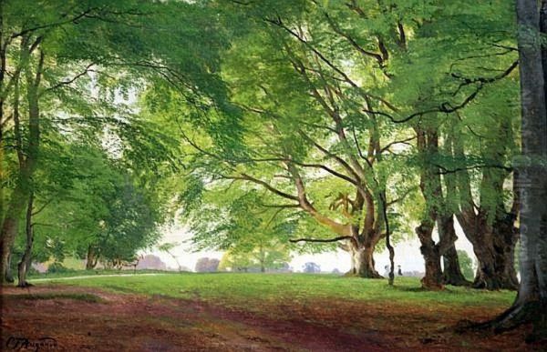 Beech trees in summertime. - view 1