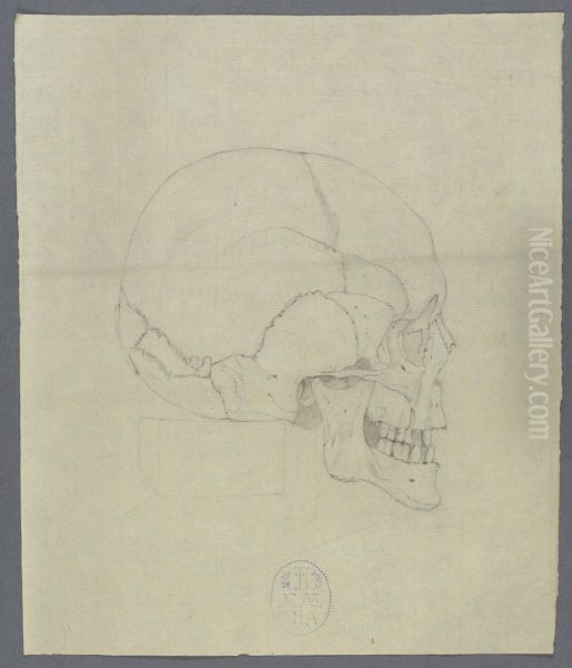 human skull - view 1