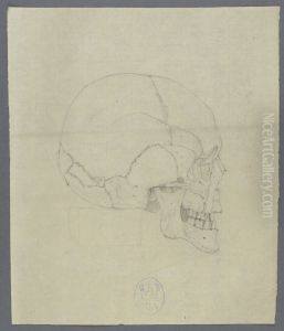 human skull