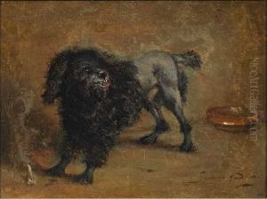 Poodle