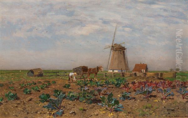 Red cabbage field in Holland - view 1