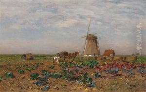 Red cabbage field in Holland