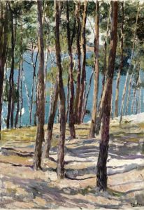 Pine trees, Galicia