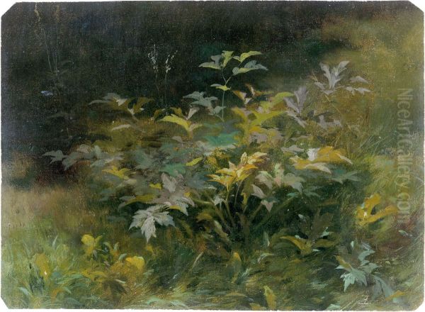 Blattpflanzen im sommerlichen Friedrichsgrund bei Pillnitz - view 1