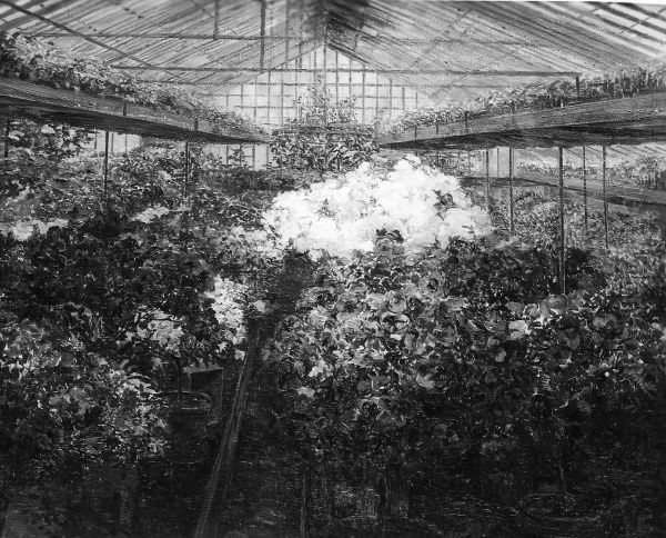 Azalea greenhouse - view 1