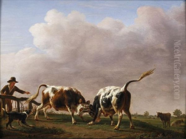 Bulls fighting - view 1