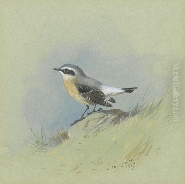 A male Wheatear - view 1