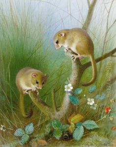 Dormice by Archibald Thorburn