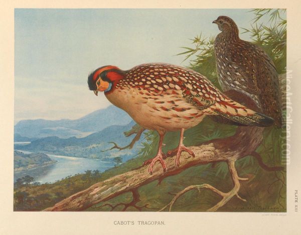 Cabot's Tragopan (Tragopan caboti) - view 1