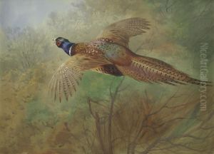 Pheasant in flight