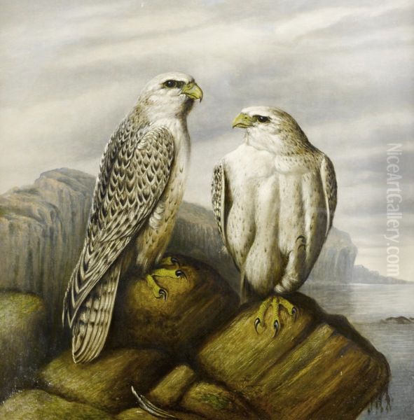 Gyr falcons on a rocky ledge - view 1