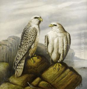 Gyr falcons on a rocky ledge by unknown