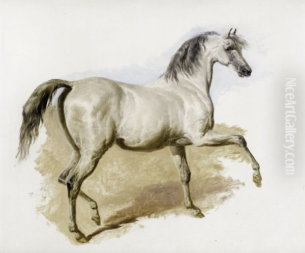 Study of a grey Arab mare - view 1