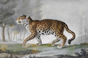 Grande Panthere, quart de la grandeur by unknown