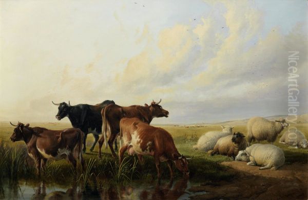 Cattle and sheep resting - view 1