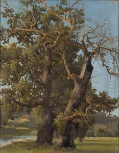 Old Oaks by Victoria Aberg