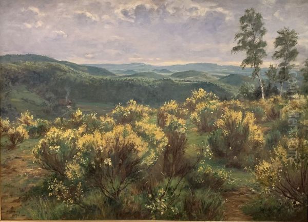 Blooming Gorse - view 1