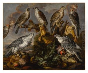 A group of seven Lanner and Peregrine or Gyrfalcons