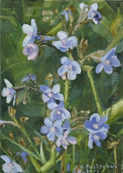 Anchusa Italica - view 1