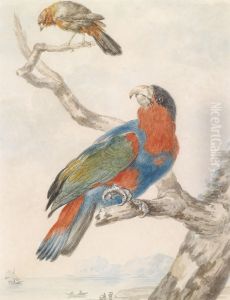 A Black-capped Lory (Lorius lory) in the centre of the painting. A flycatcher above. by Abraham Meertens