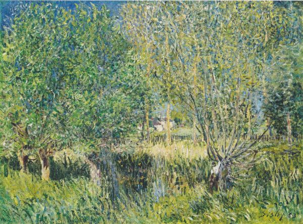 Weiden am Ufer der Orvanne - view 1
