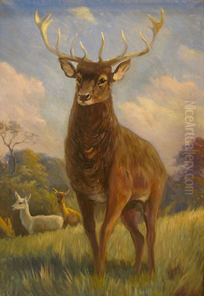 Male red deer at the edge of a forest. - view 1