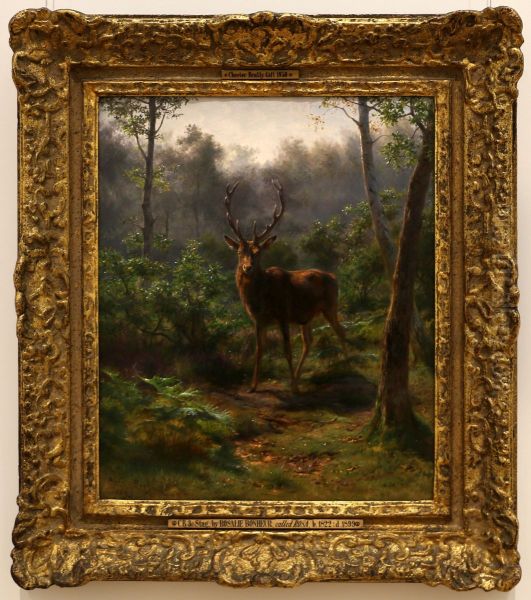 Stag - view 1